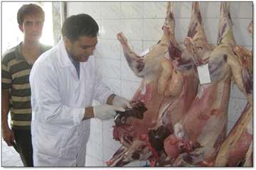  گوشه ای از فعالیتهای خام دامی شهرستان کاشان  