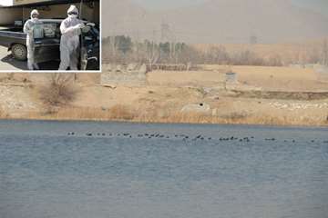 آنفلوانزای فوق حاد پرندگان استان اصفهان 