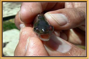 عکس های منتخب اداره کل دامپزشکی اصفهان - 