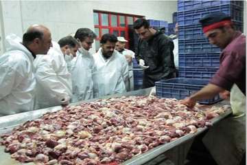 مرغ (سایز، قطعه بندی، هورمون و ...)