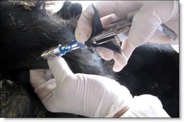 انجام تست سل به روش چین دمی -