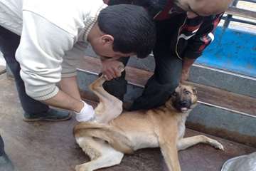 واكسيناسيون عليه بيماري هاري- شبكه دامپزشكي شهرستان اردستان (اصفهان)