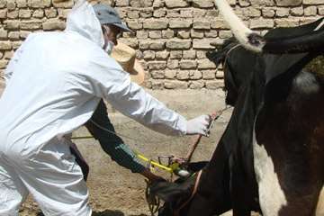 بازدید دکتر موحدی، مدیر کل دامپزشکی استان اصفهان از اجرای عملیات واکسیناسیون دامهای سنگین شهرستان گل