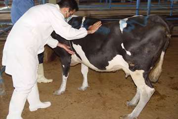 جلوه های تلاش در دامپزشکی