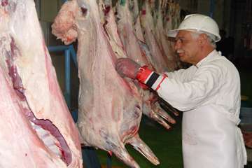 جلوه های تلاش در دامپزشکی