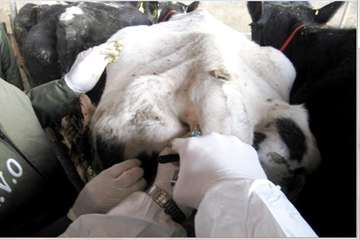 انجام تست سل به روش چین دمی -