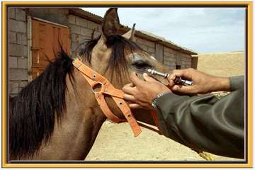 عکس های منتخب اداره کل دامپزشکی اصفهان - 