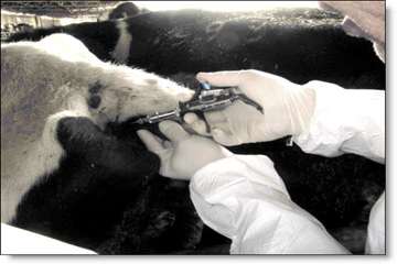 انجام تست سل به روش چین دمی -