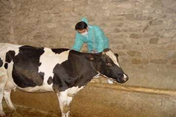 بازدید دکتر موحدی، مدیر کل دامپزشکی استان اصفهان از اجرای عملیات واکسیناسیون دامهای سنگین شهرستان گل