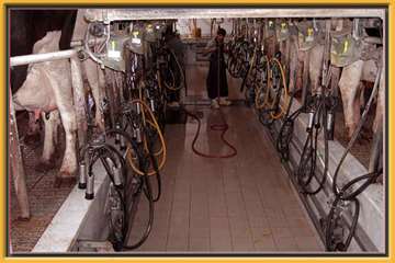 عکس های منتخب اداره کل دامپزشکی اصفهان - 