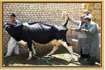 عکس های منتخب اداره کل دامپزشکی اصفهان - 