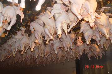 جلوه های تلاش در دامپزشکی