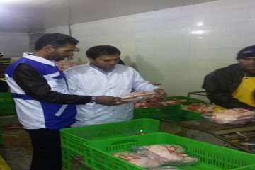 مرغ (سایز، قطعه بندی، هورمون و ...)