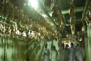 مرغ (سایز، قطعه بندی، هورمون و ...)