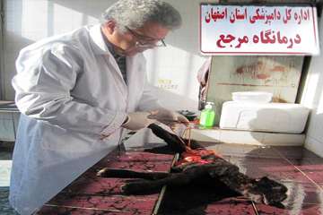 كالبدگشائي-دكتر سيد محمد حسيني(كارشناس اداره بررسيها)