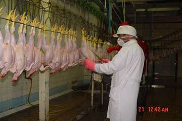 جلوه های تلاش در دامپزشکی