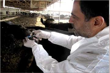 انجام تست سل به روش چین دمی -