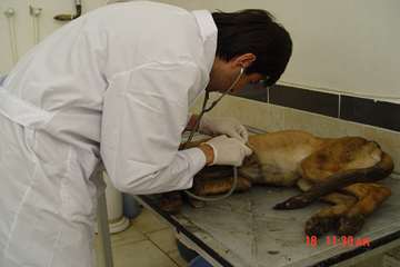 جلوه های تلاش در دامپزشکی