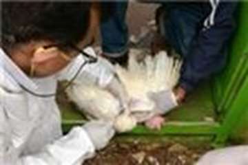 آنفلوانزای فوق حاد پرندگان استان اصفهان 