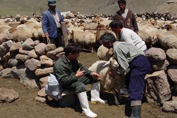 جلوه های تلاش در دامپزشکی