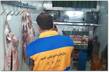  گوشه ای از فعالیتهای خام دامی شهرستان کاشان  