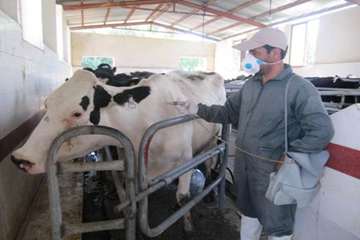 انجام طرح واکسیناسیون دام‌های سنگین علیه بیماری لمپی اسکین در شهرستان فلاورجان 