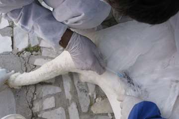 آنفلوانزای فوق حاد پرندگان استان اصفهان 