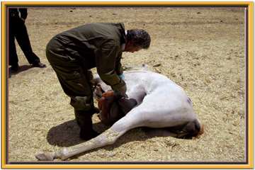 عکس های منتخب اداره کل دامپزشکی اصفهان - 