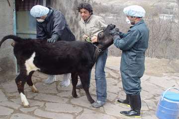 جلوه های تلاش در دامپزشکی