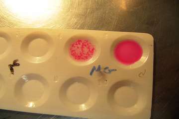 برگزاری دوره بازآموزی بروسلوز در اداره کل دامپزشکی استان اصفهان - 