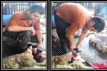 نمونه اي از رفتار پرخطر هنگام ذبح-اداره كل دامپزشكي استان اصفهان