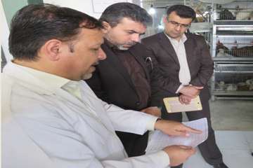 مرغ (سایز، قطعه بندی، هورمون و ...)