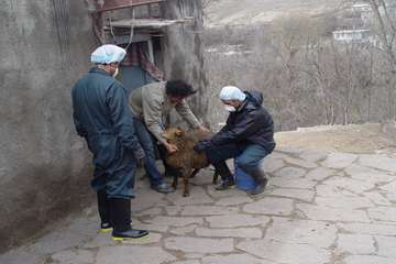 جلوه های تلاش در دامپزشکی