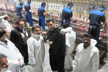 مرغ (سایز، قطعه بندی، هورمون و ...)