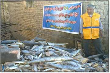  گوشه ای از فعالیتهای خام دامی شهرستان کاشان  