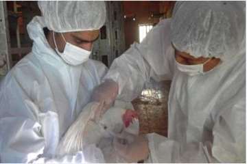 آنفلوانزای فوق حاد پرندگان استان اصفهان 