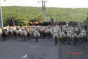 جلوه های تلاش در دامپزشکی