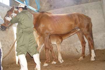 جلوه های تلاش در دامپزشکی