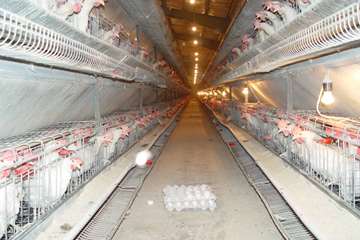 جلوه های تلاش در دامپزشکی