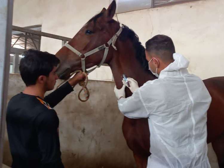 اجرای بیش از ۲۸۲ هزار عملیات پایش و مراقبت فعال بیماری‌های دامی در استان اصفهان