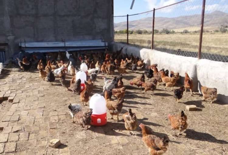 واکسیناسیون نزدیک به یک میلیون و  380 هزار قطعه طیور بومی و روستایی استان اصفهان علیه بیماری نیوکاسل