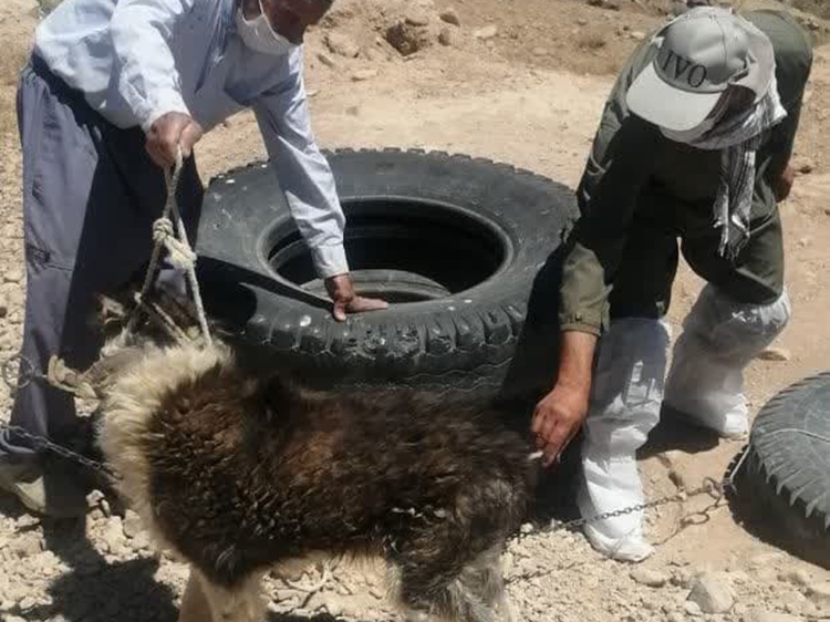 واکسیناسیون 2  هزار 451 قلاده سگ صاحبدار علیه بیماری هاری در شهرستان شاهین شهر و میمه 