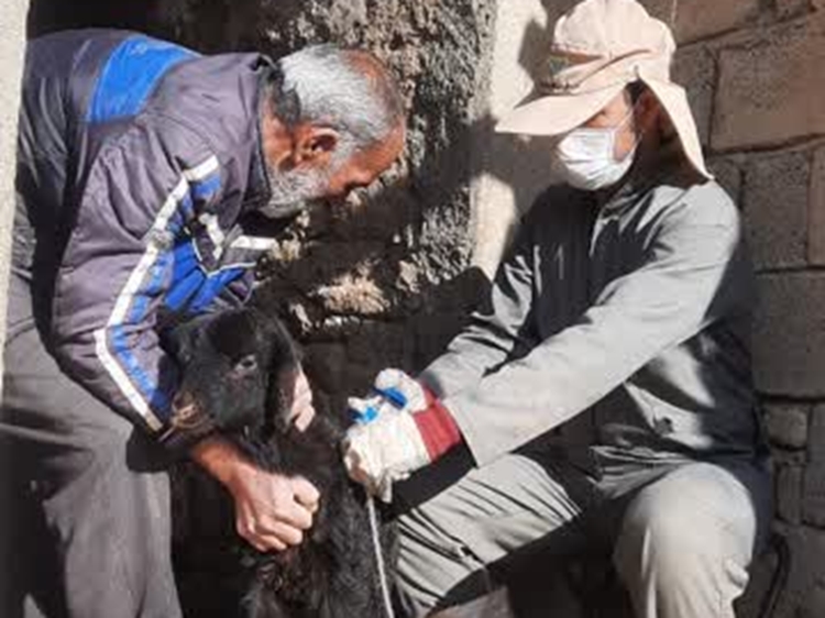 واکسیناسیون رایگان بیش از 108 هزار راس دام سبک علیه بیماری ppr در شهرستان چادگان