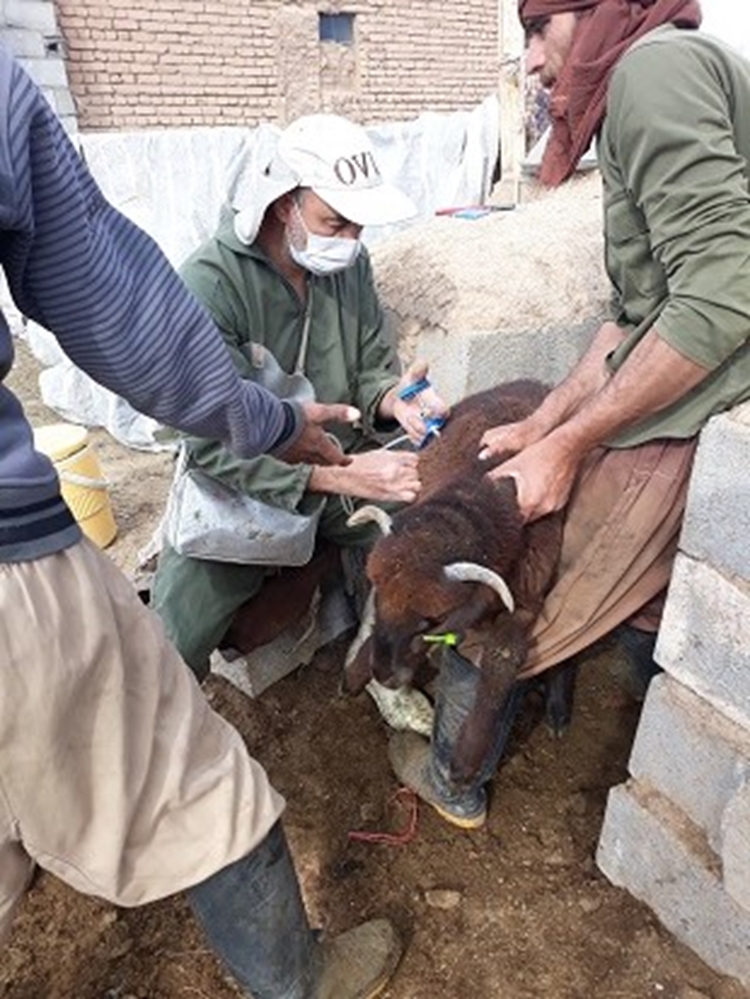 واکسیناسیون بیش از 85 هزار رأس دام سبک و سنگین علیه بیماری تب برفکی در شهرستان شاهین شهر و میمه