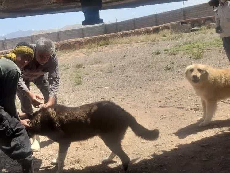 واکسیناسیون 1085 قلاده سگ صاحب دار و 147 قلاده سگ در پناهگاه های نگهداری سگ در شهرستان کاشان