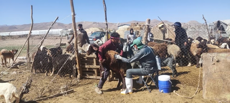 مایه کوبی دام سبک و سنگین شهرستان دهاقان در سال 1403