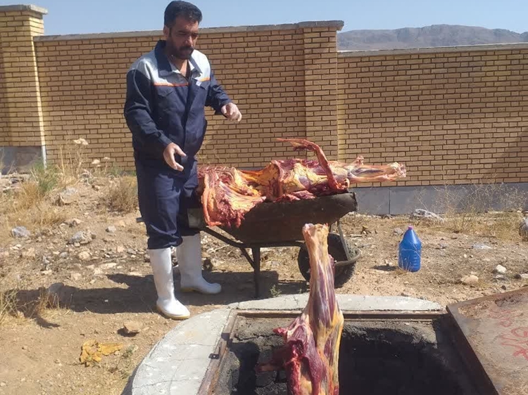 حذف لاشه دام سنگین آلوده به سپتی سمی از چرخه مصرف انسانی در شهرستان فریدن