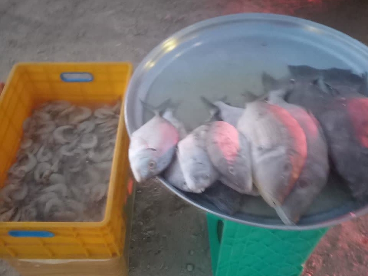 کشف و توقیف محموله غیرمجاز آلایش خوراکی دام، ماهی و میگو در شهرستان فلاورجان