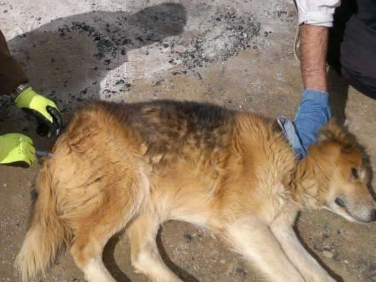 واکسیناسیون بیش از 2 هزار و 500 قلاده سگ علیه بیماری هاری در شهرستان خمینی‌شهر