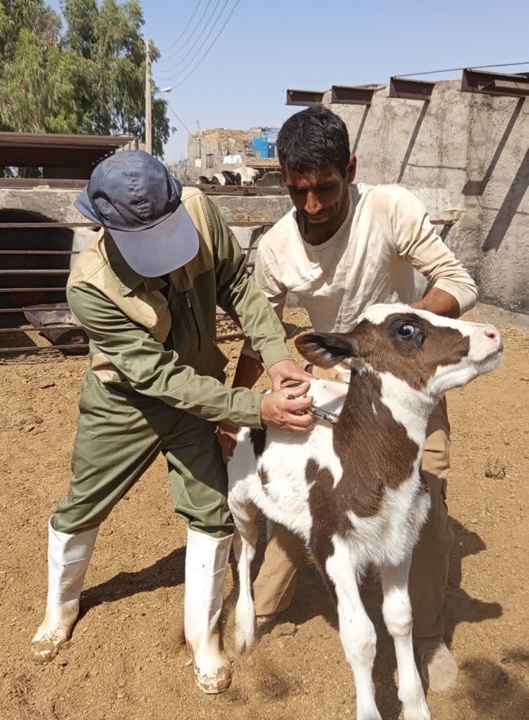 واکسیناسیون بیش از  12 هزار راس دام سنگین و 100 هزار راس دام سبک در شهرستان کاشان